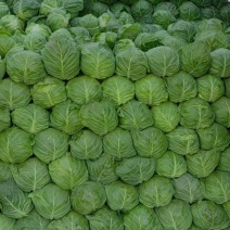 精品甘蓝薄皮莲花菜大量上市质量保证量大从优欢迎咨询