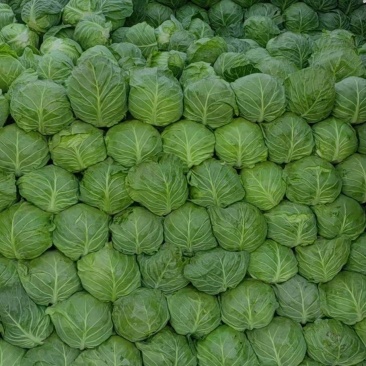 精品甘蓝薄皮莲花菜大量上市质量保证量大从优欢迎咨询
