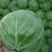精品甘蓝薄皮莲花菜大量上市质量保证量大从优欢迎咨询