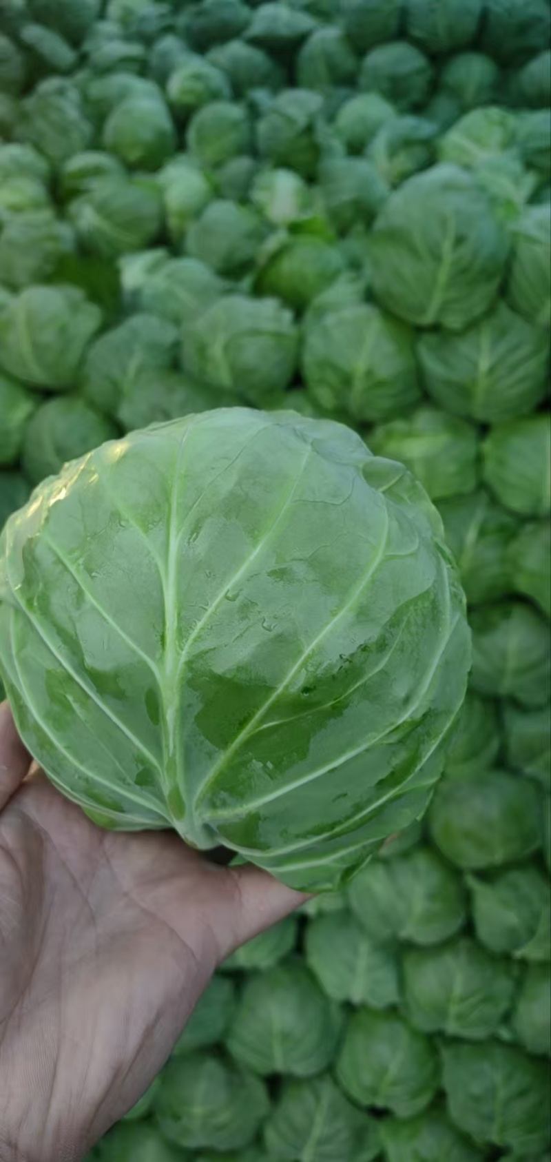 精品甘蓝薄皮莲花菜大量上市质量保证量大从优欢迎咨询