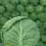 精品甘蓝薄皮莲花菜大量上市质量保证量大从优欢迎咨询
