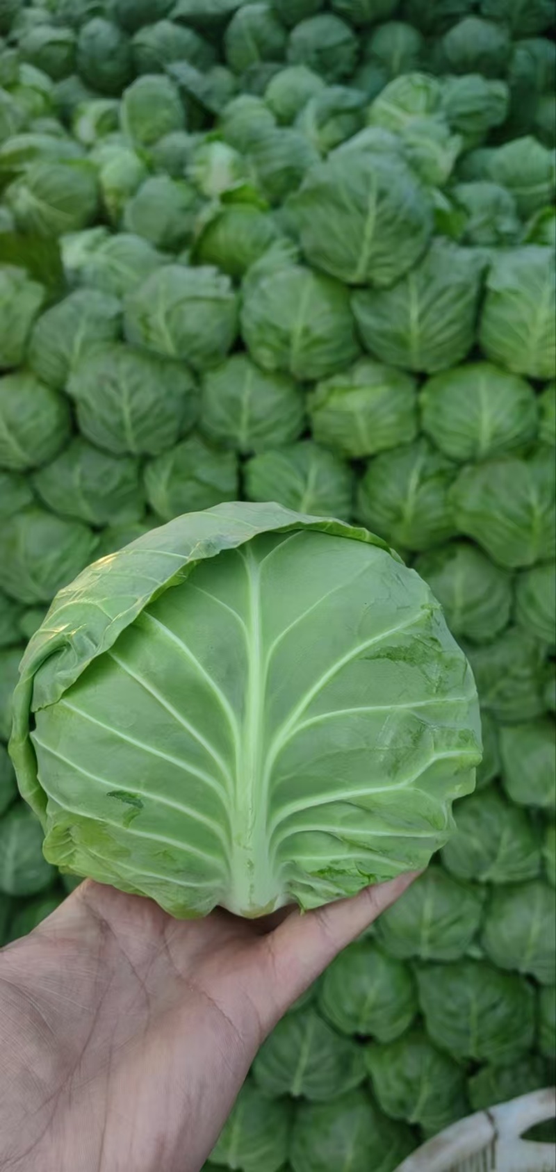 精品甘蓝薄皮莲花菜大量上市质量保证量大从优欢迎咨询