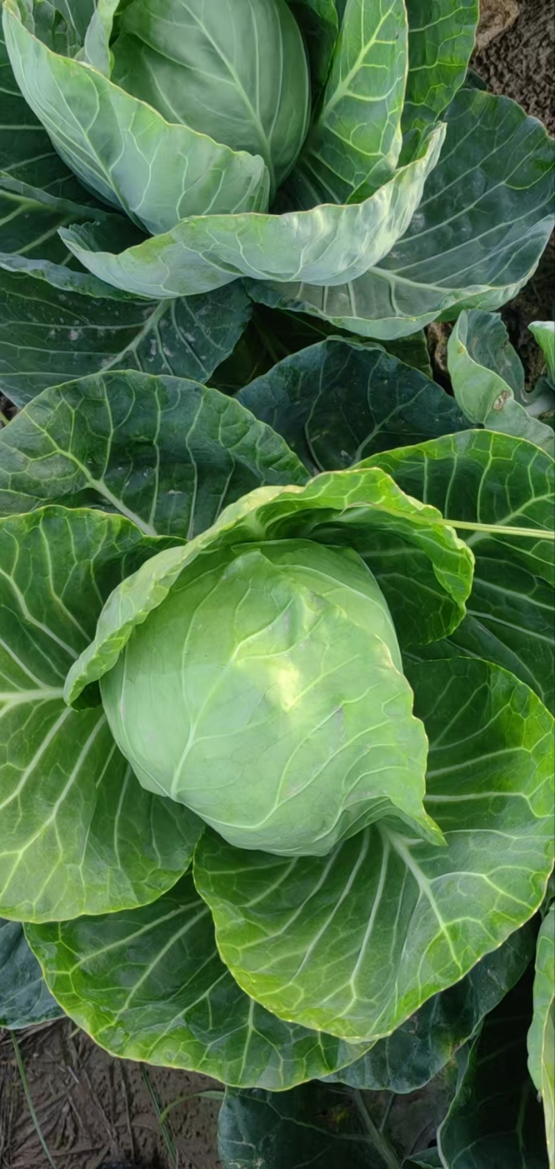 精品甘蓝薄皮莲花菜大量上市质量保证量大从优欢迎咨询