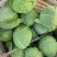 精品甘蓝薄皮莲花菜大量上市质量保证量大从优欢迎咨询