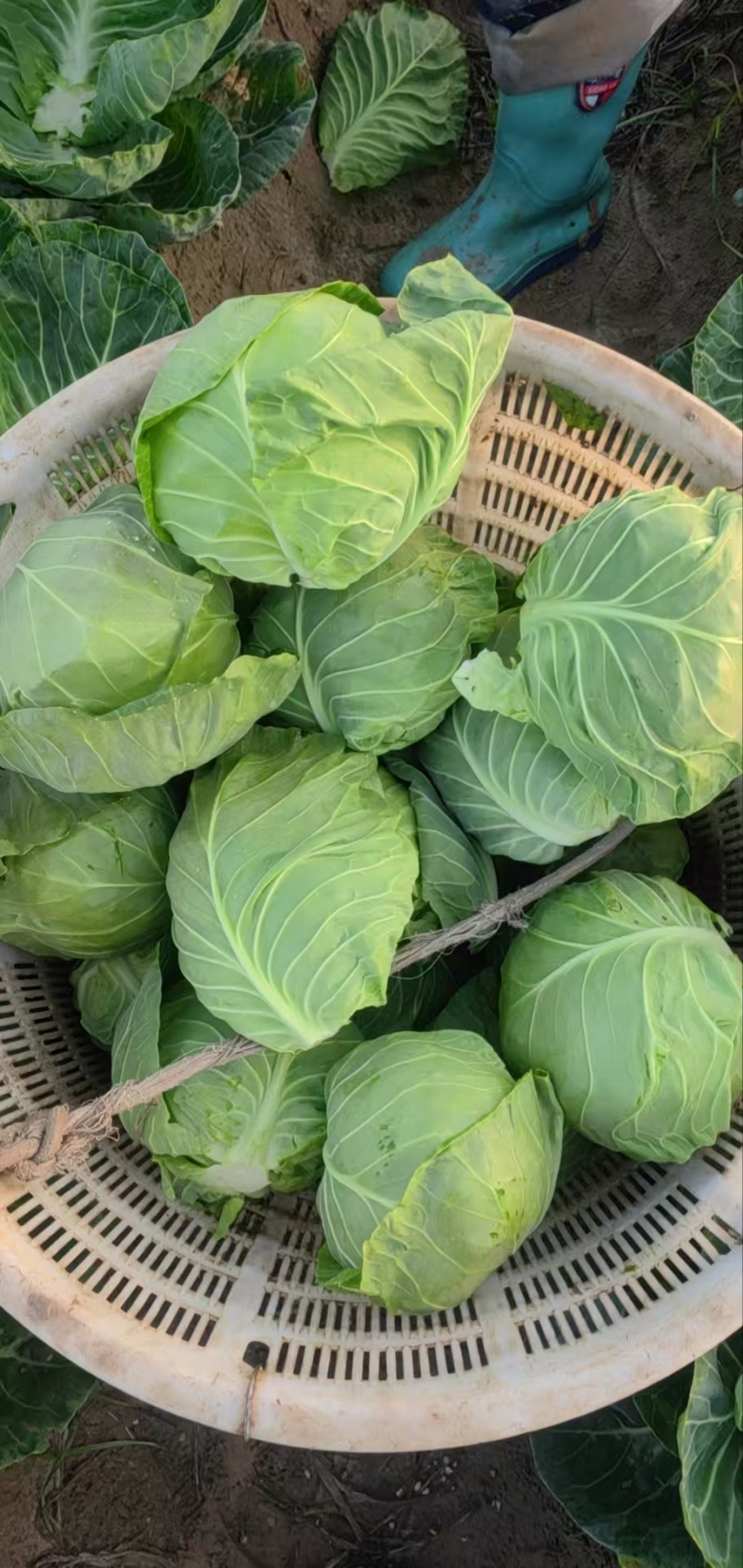 精品甘蓝薄皮莲花菜大量上市质量保证量大从优欢迎咨询
