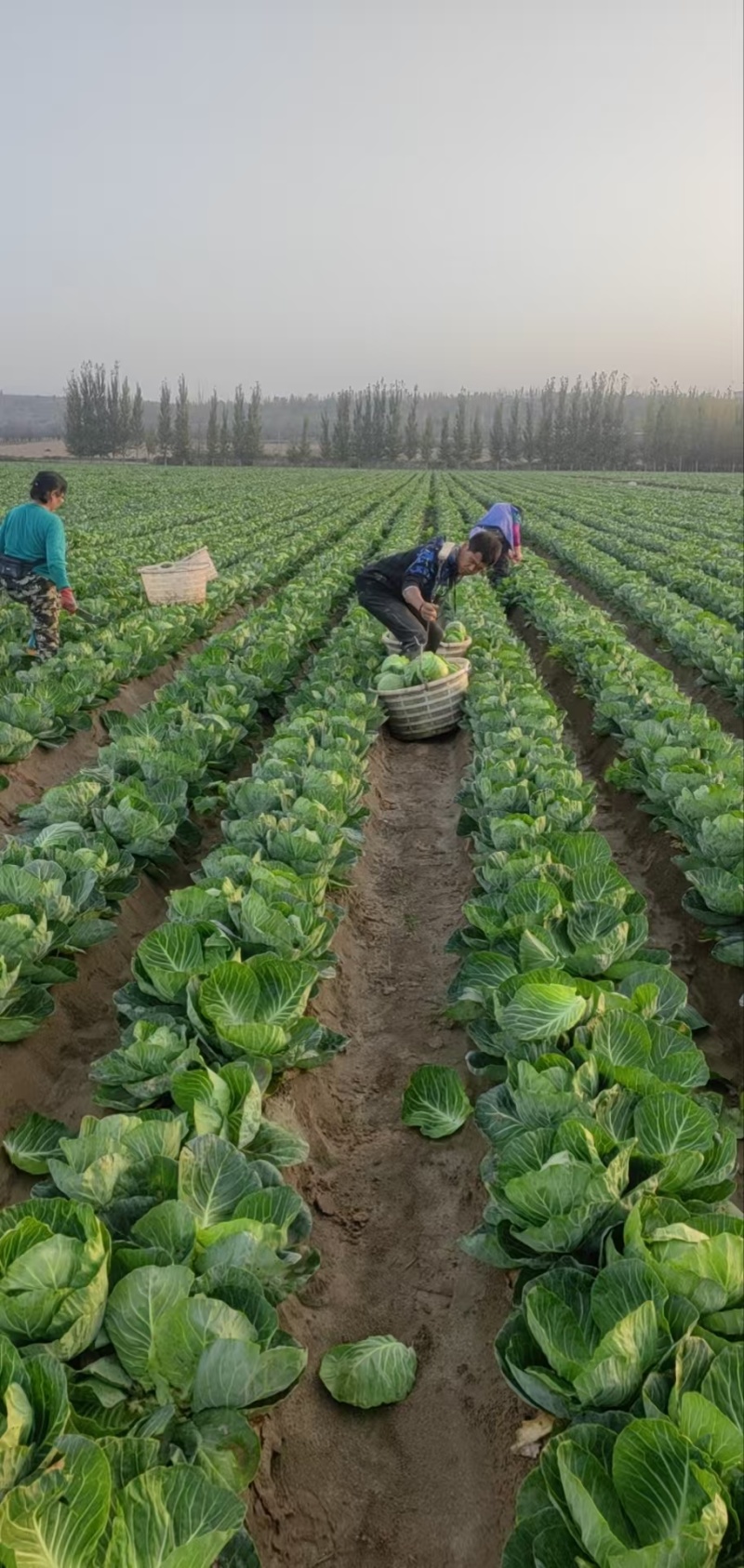 精品甘蓝薄皮莲花菜大量上市质量保证量大从优欢迎咨询