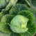 精品甘蓝薄皮莲花菜大量上市质量保证量大从优欢迎咨询
