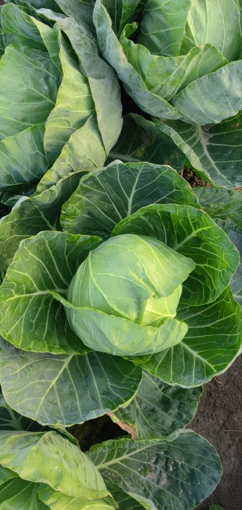 精品甘蓝薄皮莲花菜大量上市质量保证量大从优欢迎咨询
