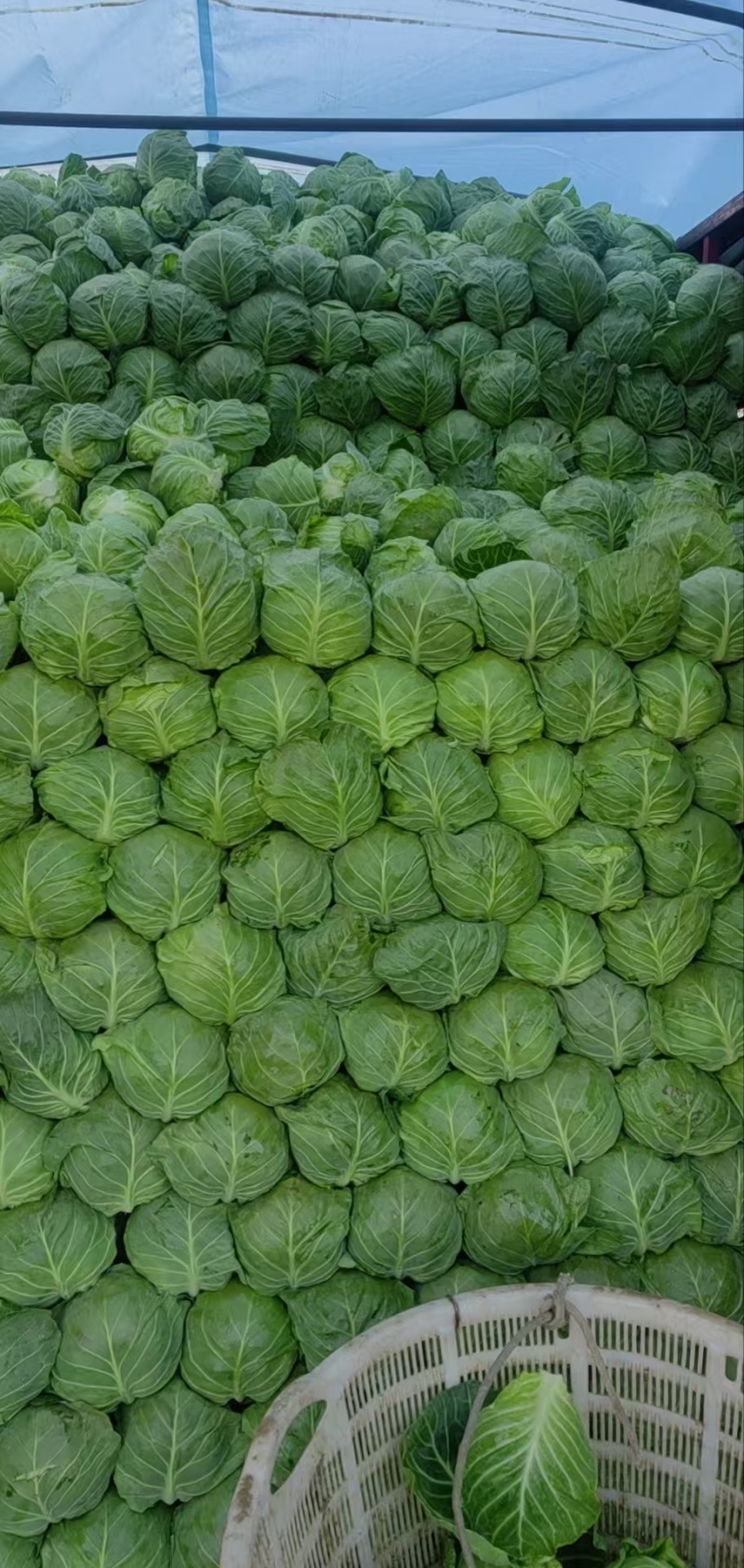 精品甘蓝薄皮莲花菜大量上市质量保证量大从优欢迎咨询