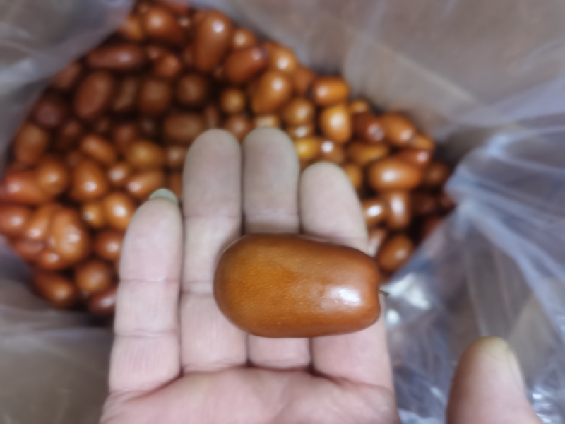 壶瓶枣