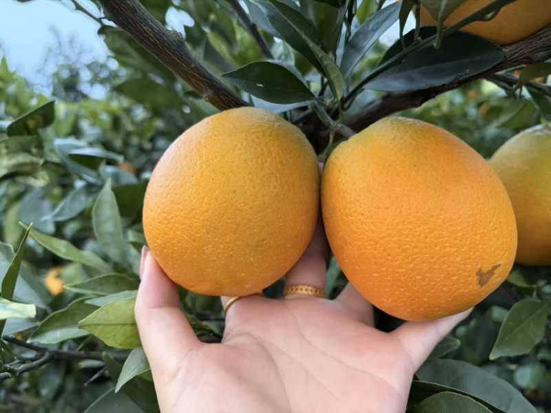 湖北纽荷尔脐橙电商一件代发