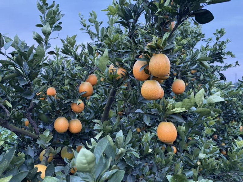 湖北纽荷尔脐橙电商一件代发