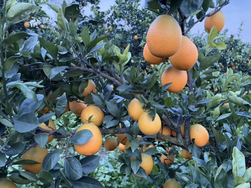 湖北纽荷尔脐橙电商一件代发