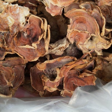 榆耳大量现货农场直销