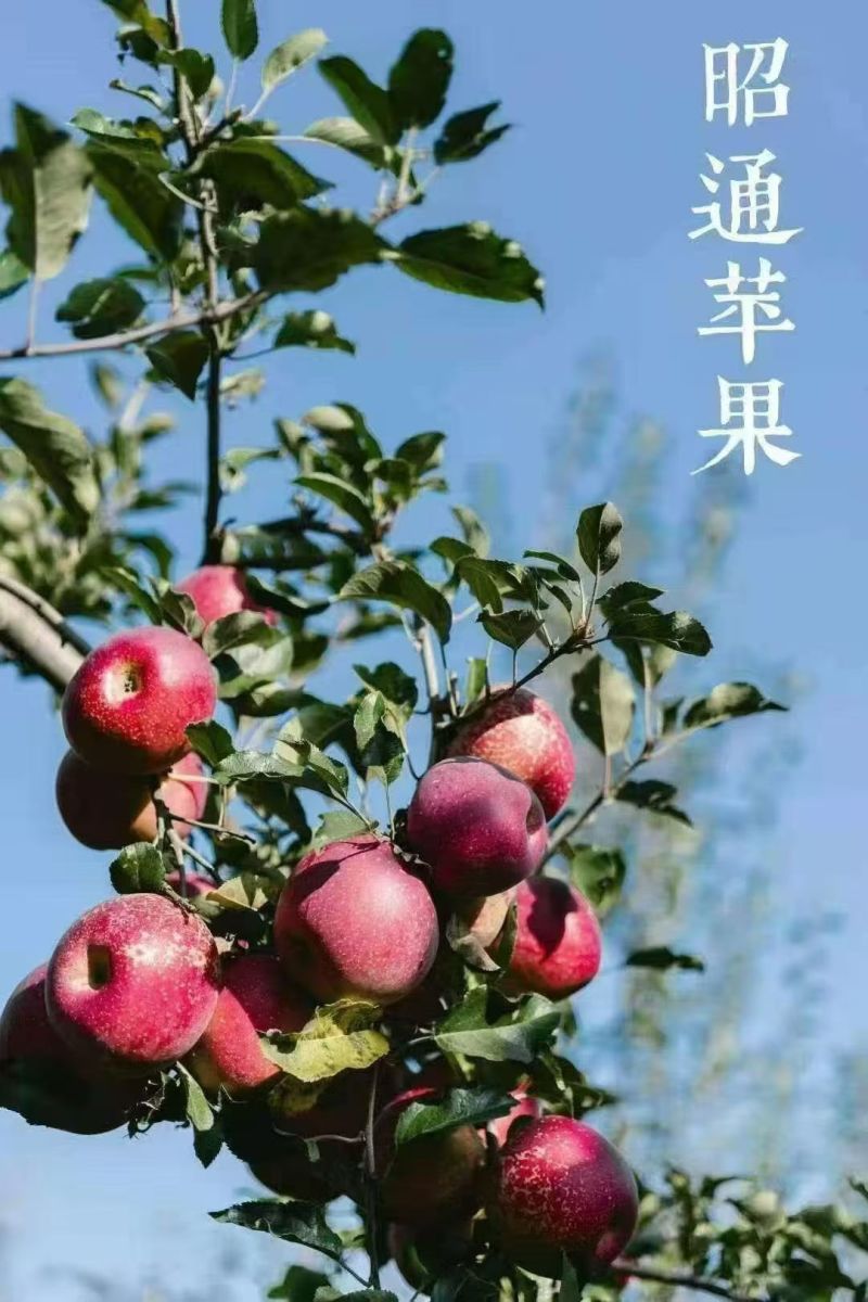 昭通红富士