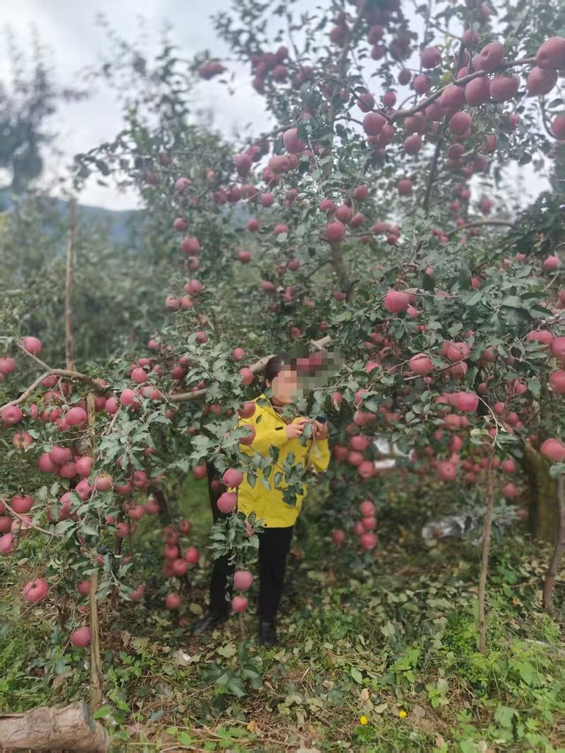 昭通红富士