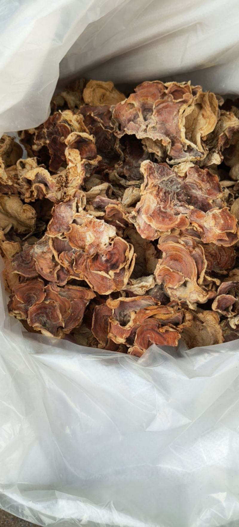 榆耳大量现货农场直销