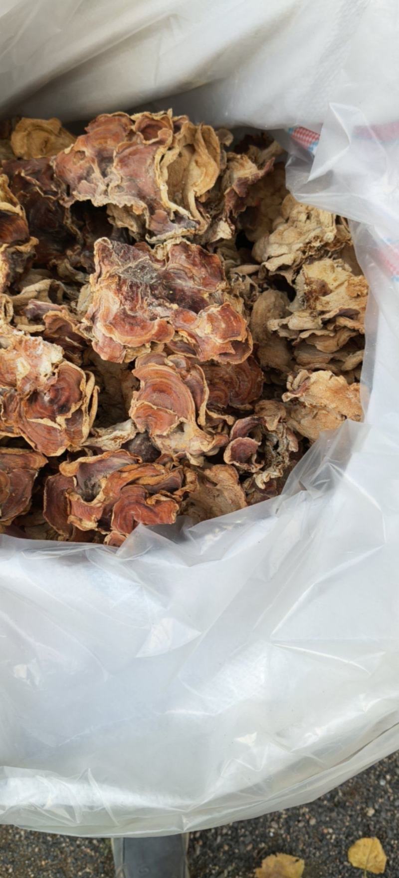 榆耳大量现货农场直销