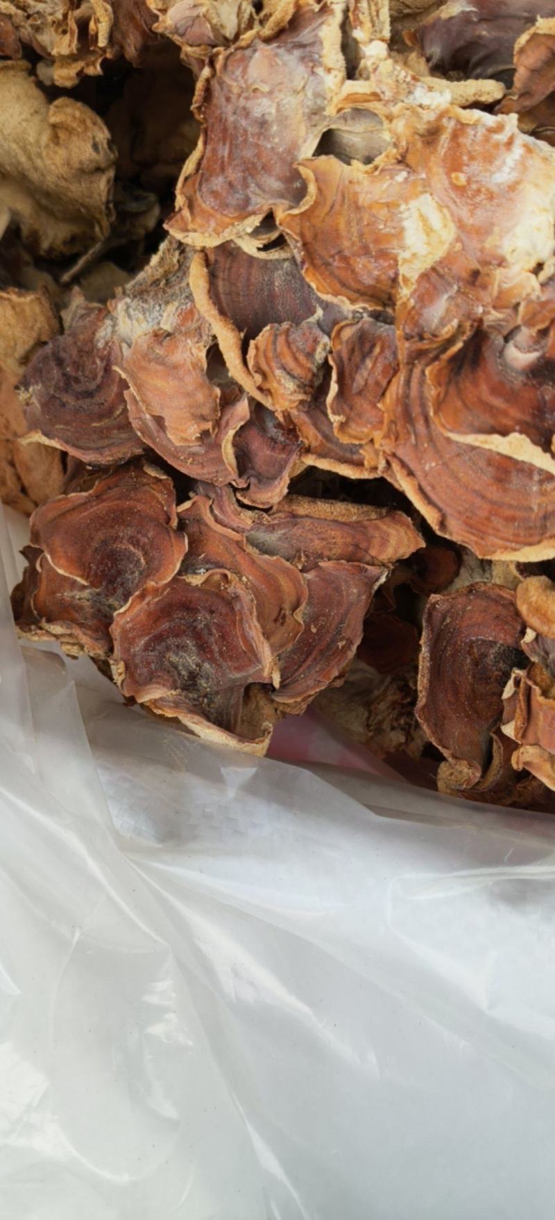 榆耳大量现货农场直销