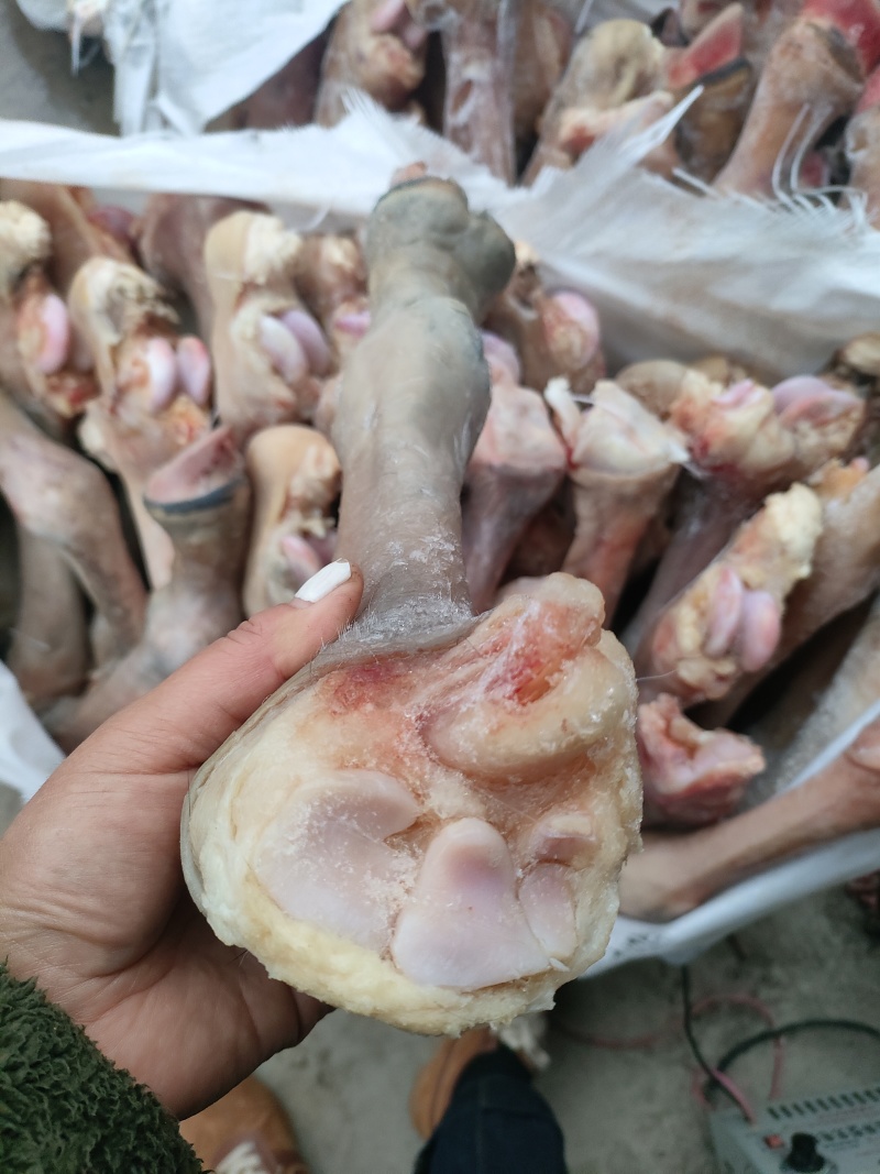 马长蹄子新货长蹄子