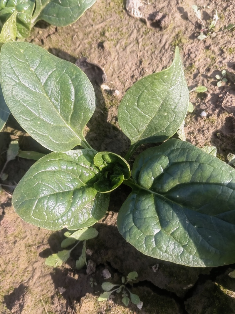趴地菠菜菠菜！基地菠菜河南趴地菠菜