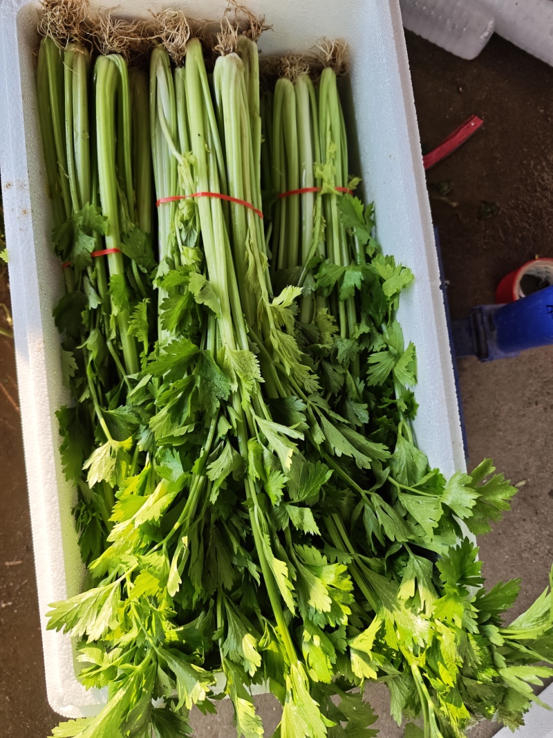 山东玻璃翠芹菜，大量上市，产地直发，一手货源