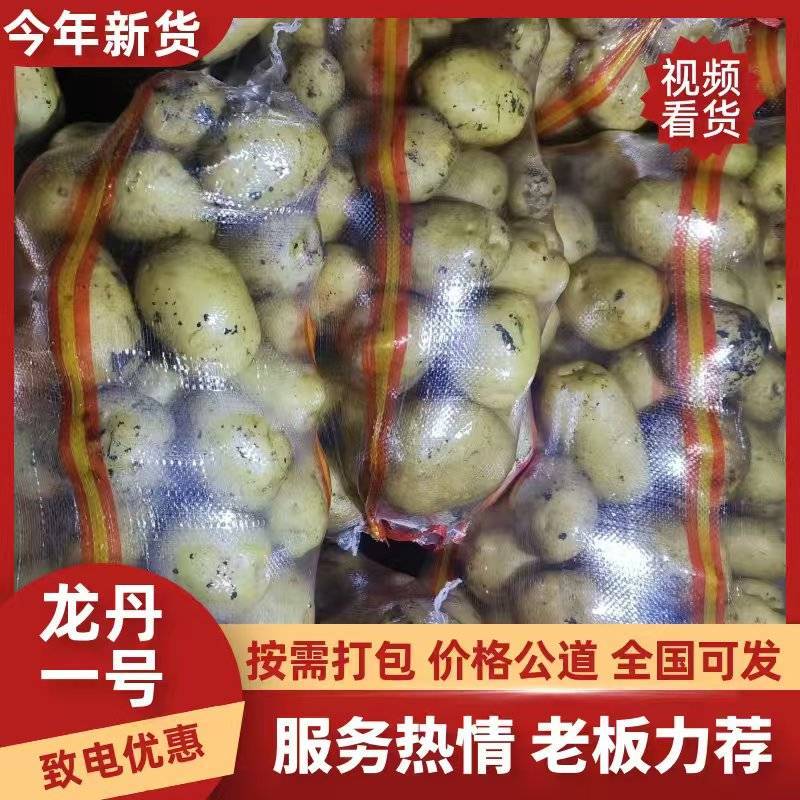 内蒙土豆，大量出货，V7，西森，实验一，沃土，质量好
