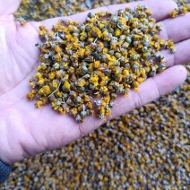 【推荐】野菊花/品质保证/视频看货/量大优惠/欢迎咨询