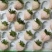 九九草莓