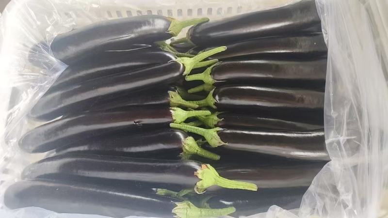 【长茄子】烧烤长茄，紫茄子大量上市品质保证欢迎下单