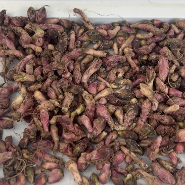 甘肃西和道地款冬花鲜货供应，颜色红，含量高，