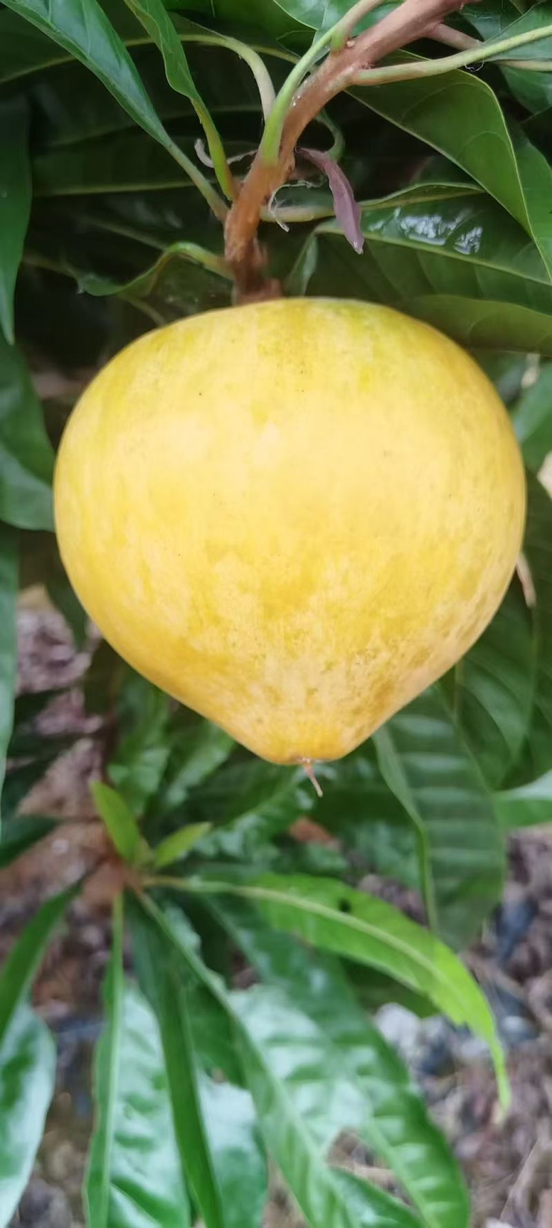 各品种鸡蛋果