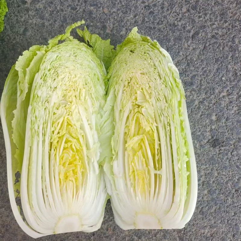 精品义和秋白菜黄心白菜大量上市品质保证量大从优