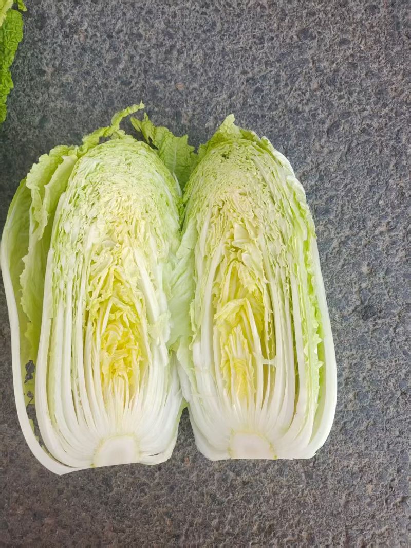 精品义和秋白菜黄心白菜大量上市品质保证量大从优