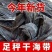 【新货海带】无盐海带干货福建霞浦干海带清仓商用批发日晒青