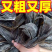 【新货海带】无盐海带干货福建霞浦干海带清仓商用批发日晒青