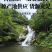 包邮）夏枯球中药材500g克新货夏枯球夏姑草野生