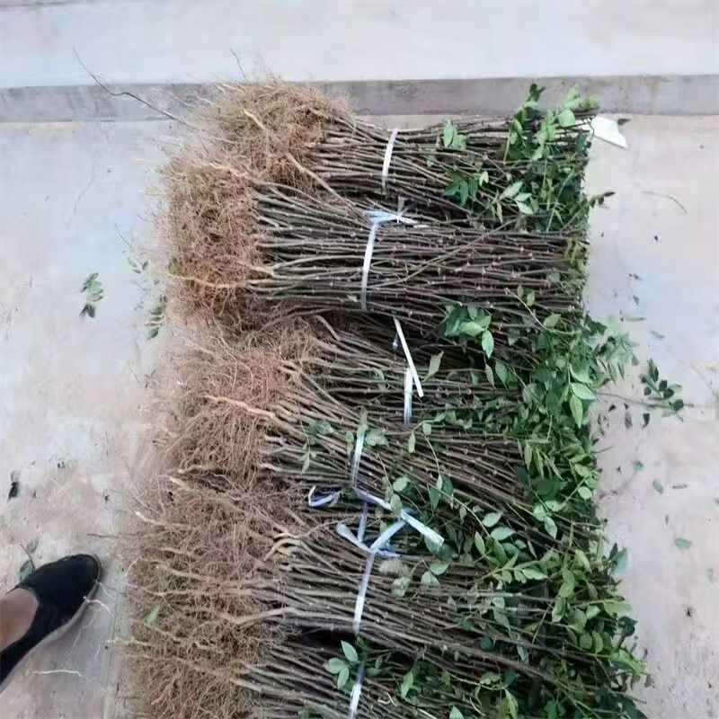 包技术包活青花椒树苗，包技术成活率高基地直发，可实地考察