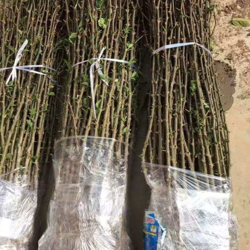 包技术包活青花椒树苗，包技术成活率高基地直发，可实地考察