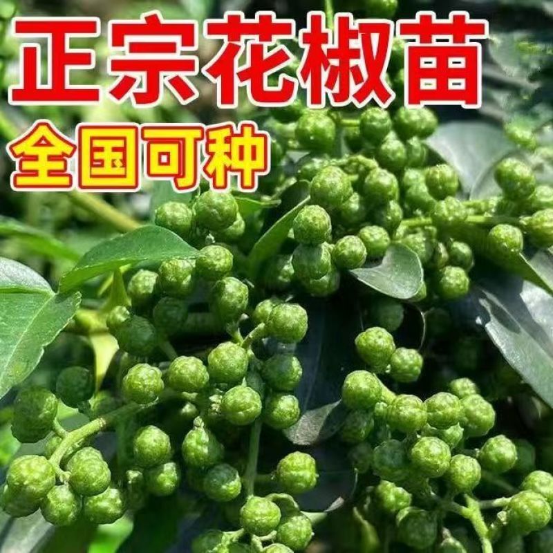 包技术包活青花椒树苗，包技术成活率高基地直发，可实地考察
