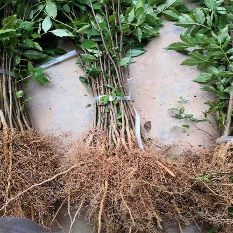 包技术包活青花椒树苗，包技术成活率高基地直发，可实地考察