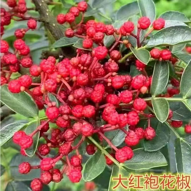 包技术包活青花椒树苗，包技术成活率高基地直发，可实地考察