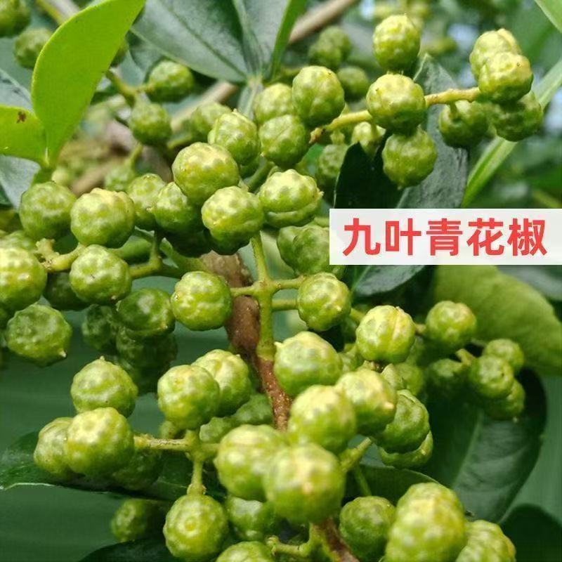 包技术包活青花椒树苗，包技术成活率高基地直发，可实地考察