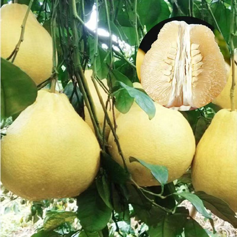 柚子苗琯溪蜜柚苗，包技术包活保品种，死苗包赔现挖现发基地