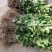 柚子苗琯溪蜜柚苗,包技术包活保品种,死苗包赔现挖现发基地