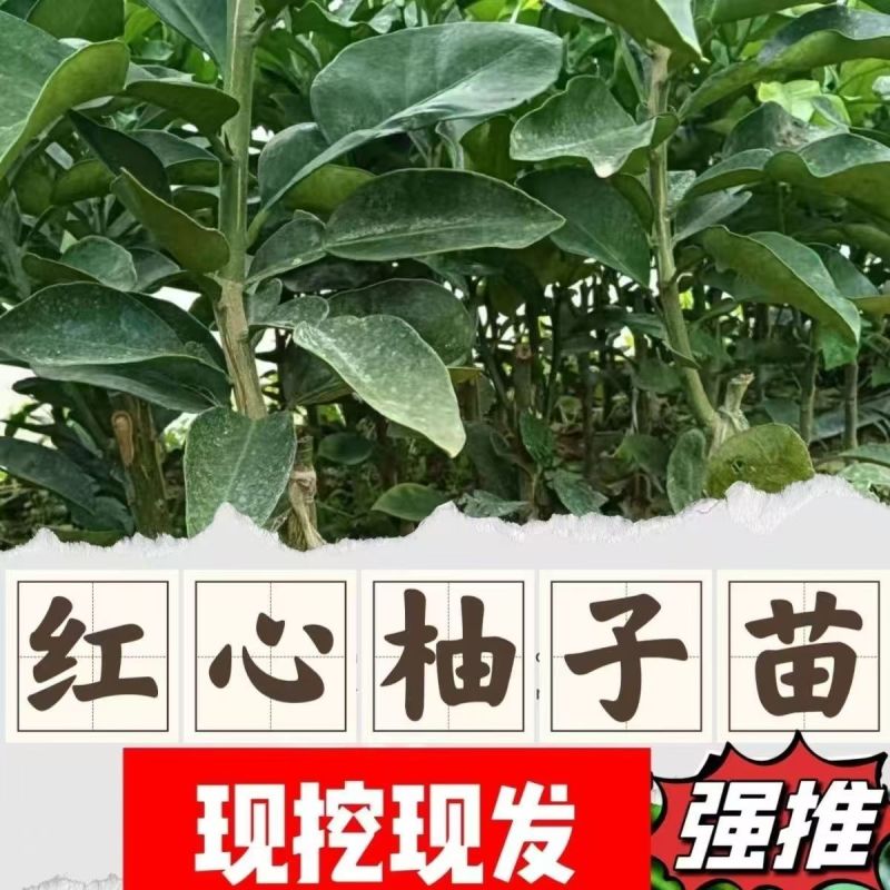 柚子苗琯溪蜜柚苗，包技术包活保品种，死苗包赔现挖现发基地