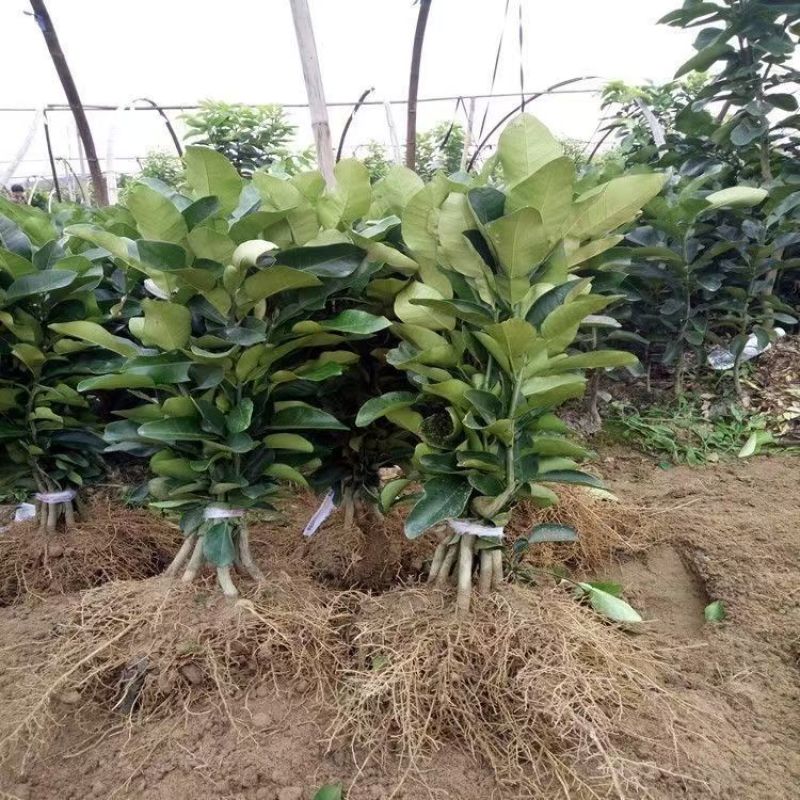柚子苗琯溪蜜柚苗，包技术包活保品种，死苗包赔现挖现发基地