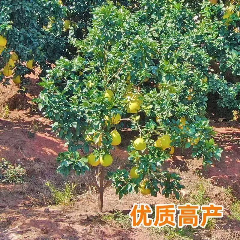 柚子苗琯溪蜜柚苗，包技术包活保品种，死苗包赔现挖现发基地