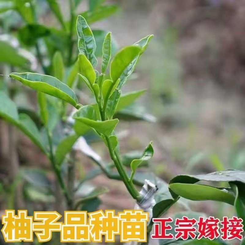 柚子苗琯溪蜜柚苗，包技术包活保品种，死苗包赔现挖现发基地