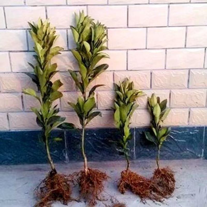 柚子苗琯溪蜜柚苗，包技术包活保品种，死苗包赔现挖现发基地
